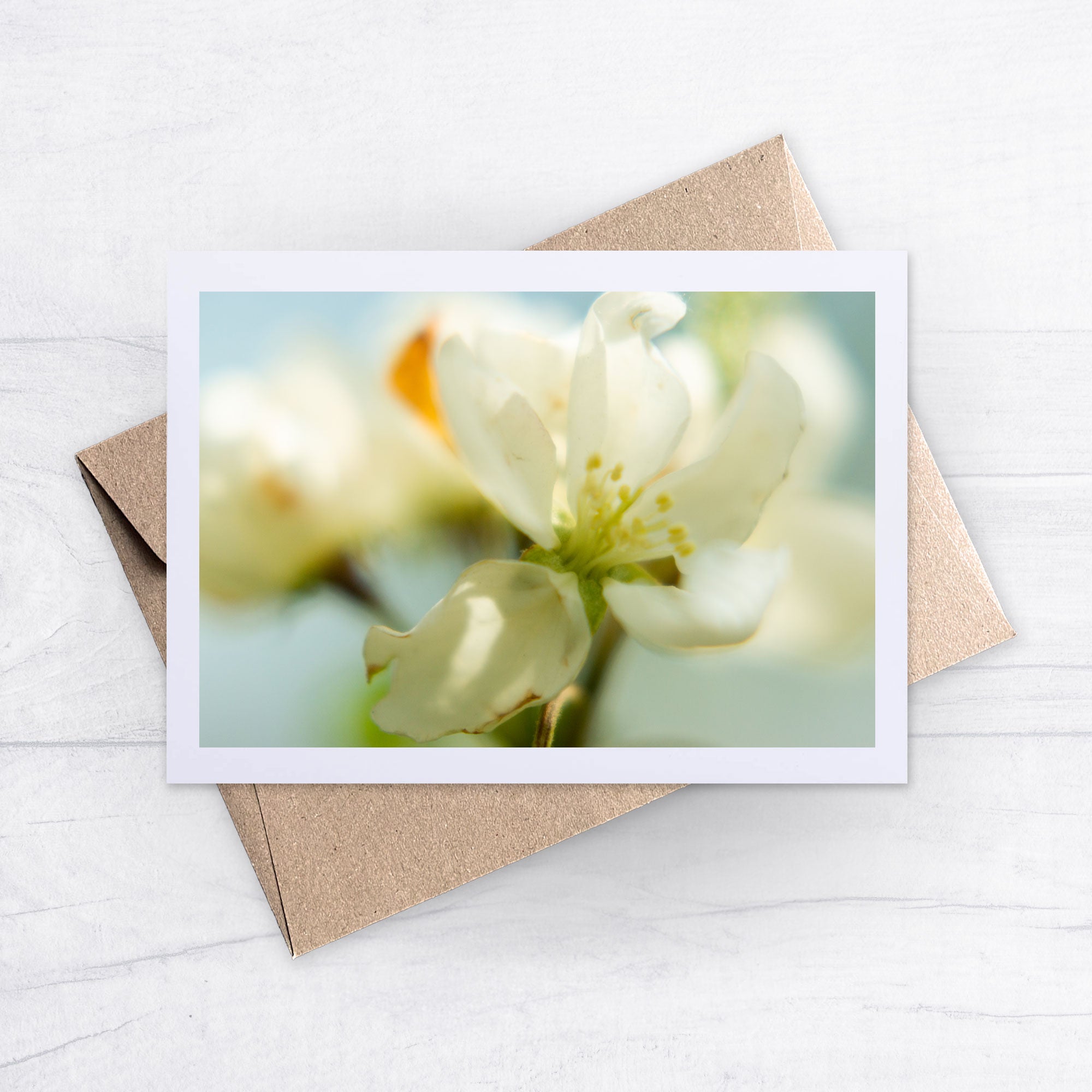 Karte N° 017 | Apfelblüte