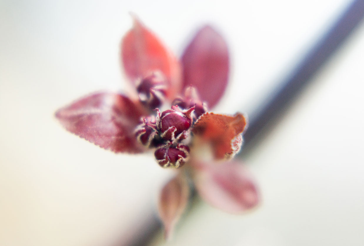 Karte N° 018 | Apfelblüte