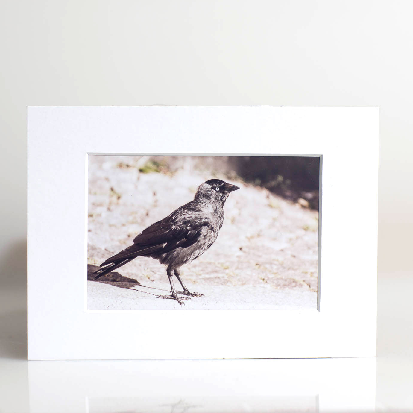 Dohle - Fotografie
