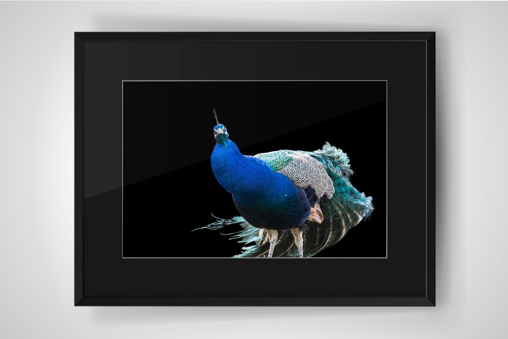Fotografie Blauer Pfau auf schwarzem Hintergrund mit Passepartout- jetzt kaufen