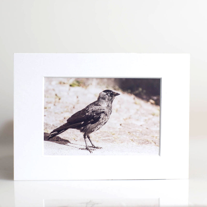 Dohle - Fotografie