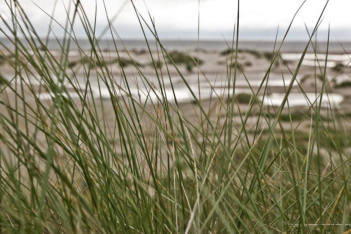 amrum11-001