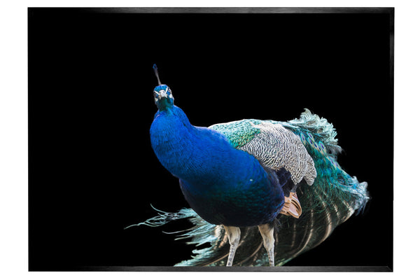 Fotografie Blauer Pfau - jetzt kaufen