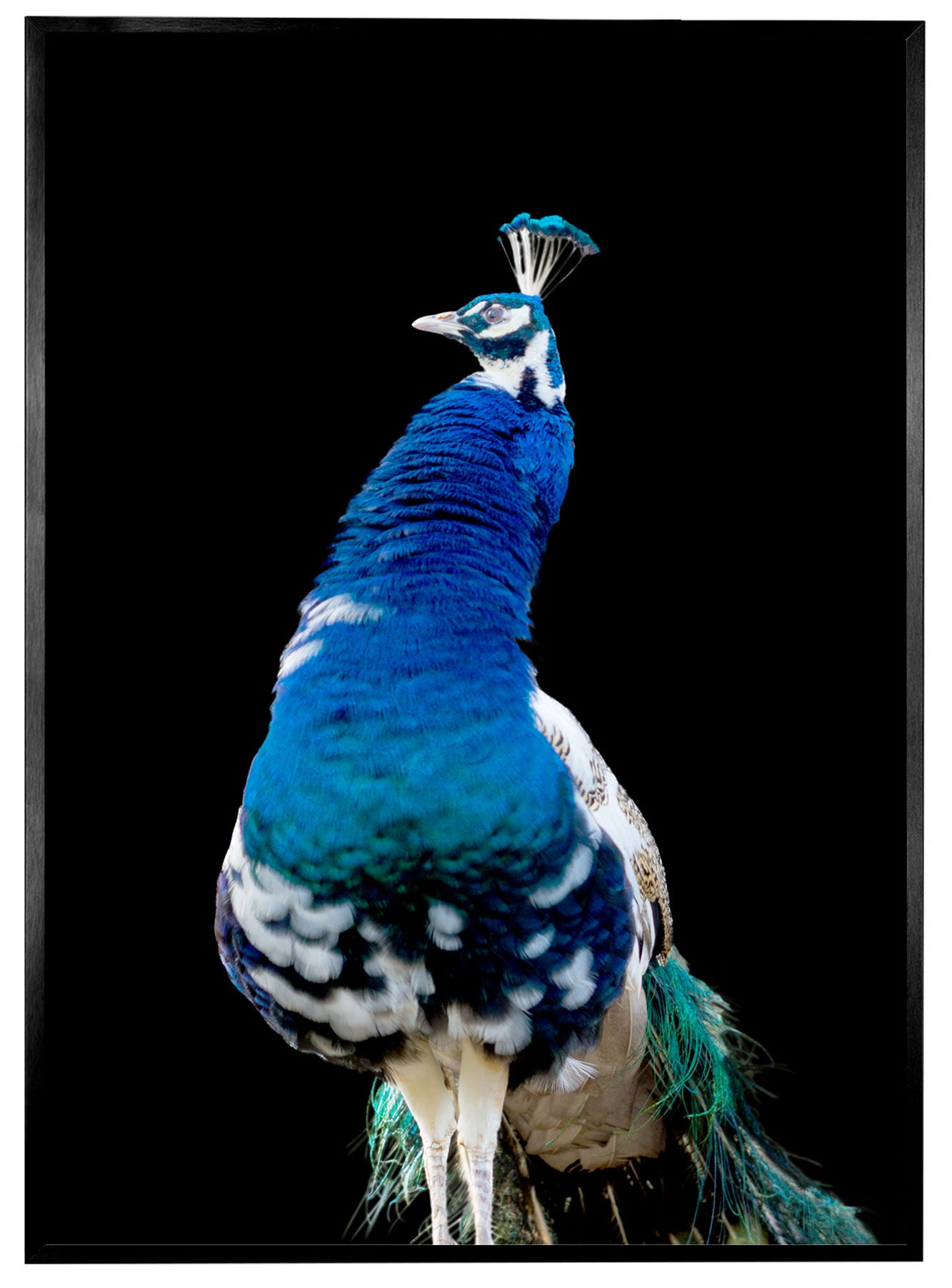 Blauer Pfau N°02