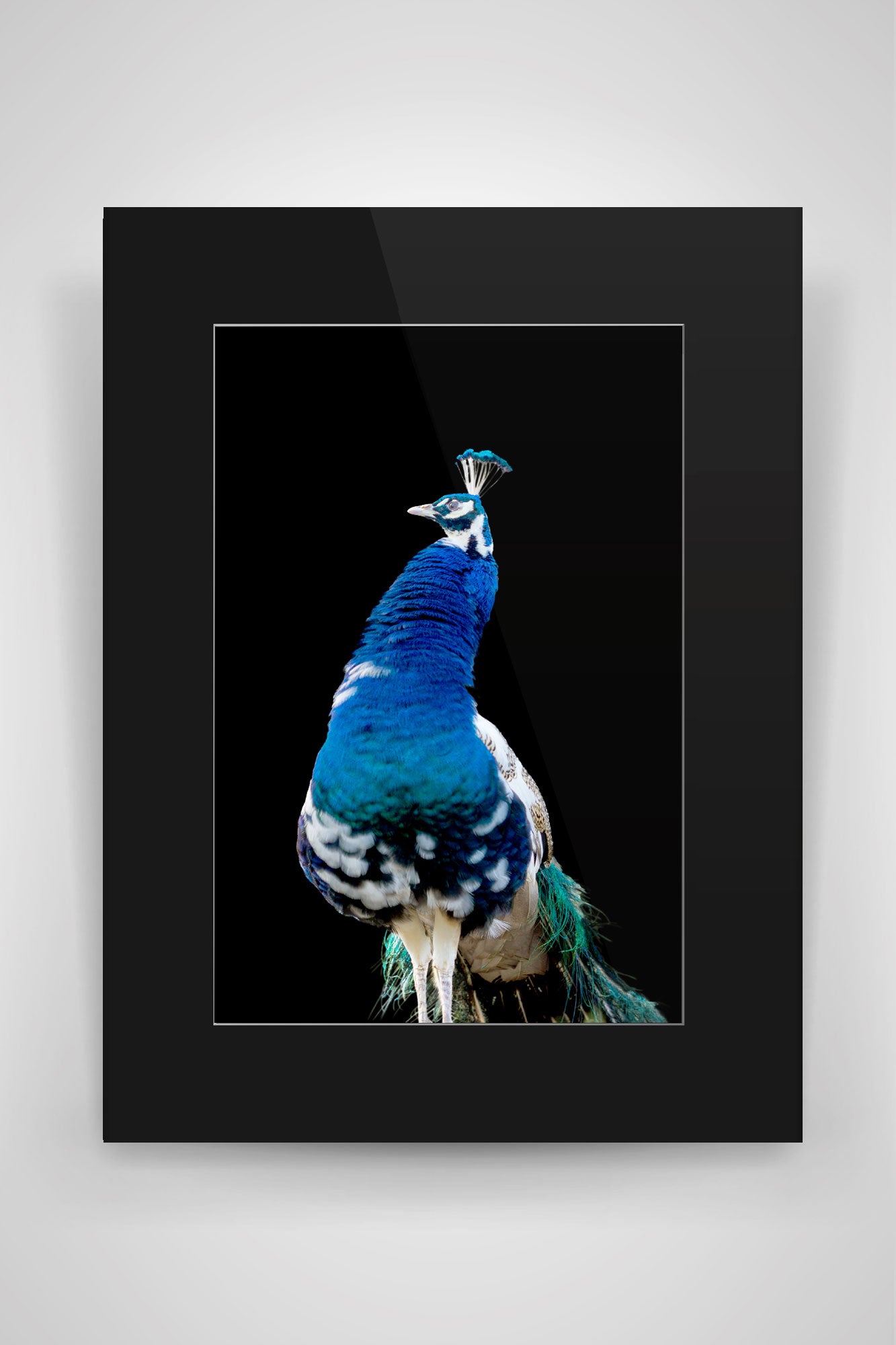 Blauer Pfau N°02