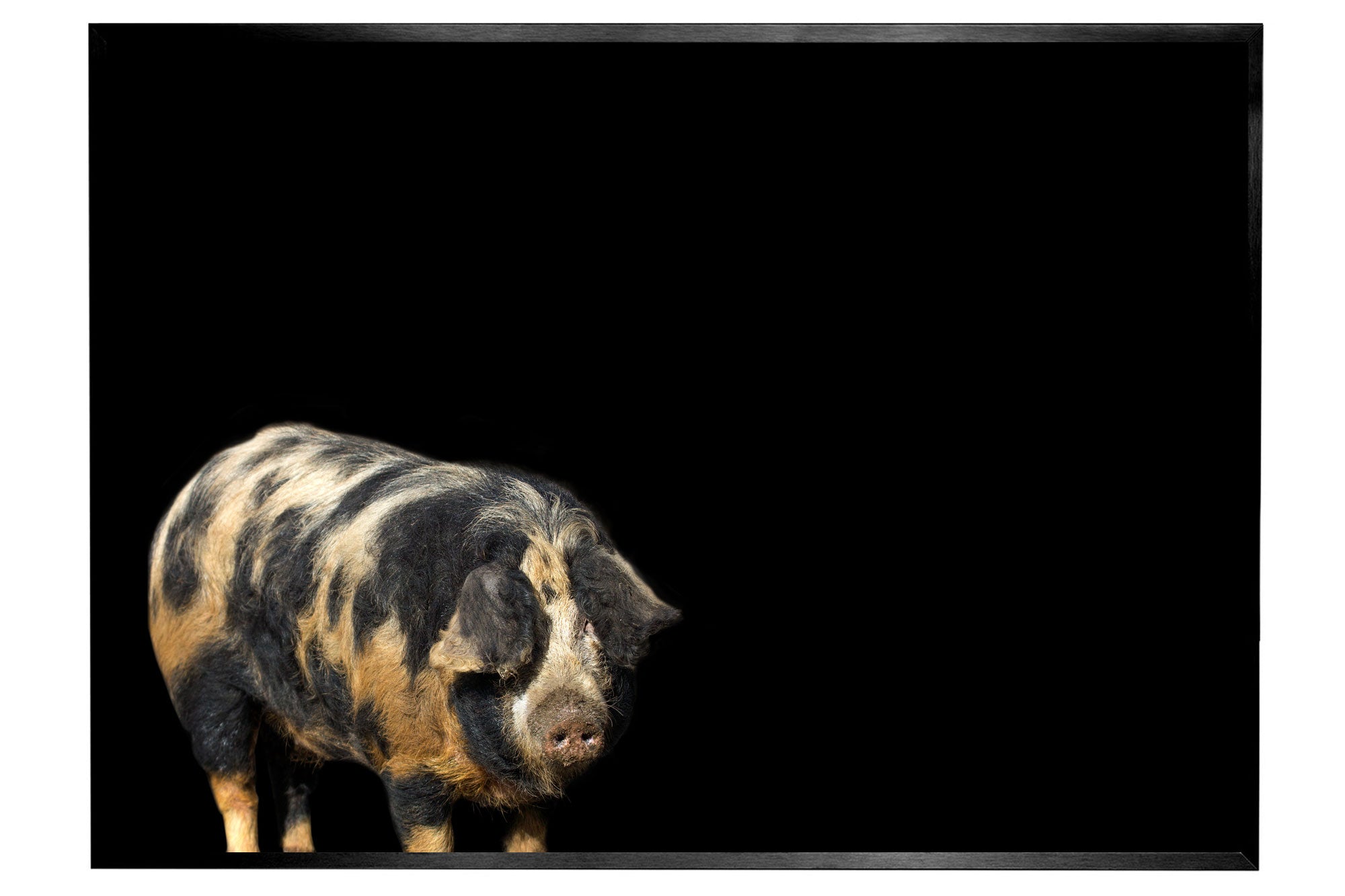 Fotografie Schwein auf schwarzem Hintergund - jetzt kaufen