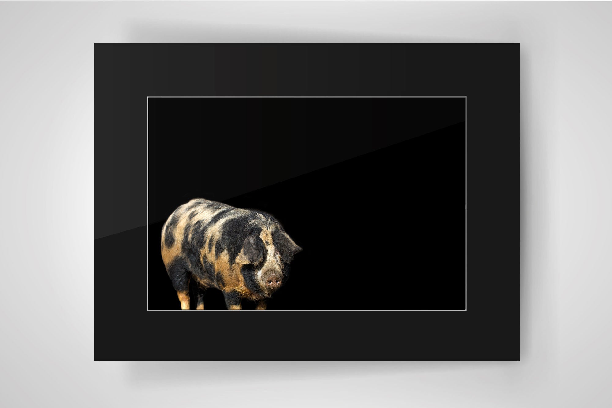 Fotografie Schwein auf schwarzem Hintergund und schwarzem Passepartpout - jetzt kaufen