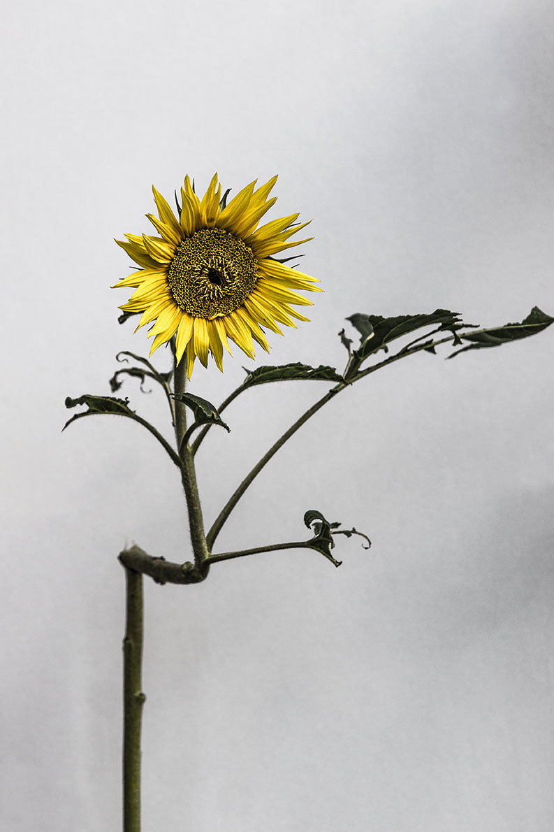 blumen14_007
